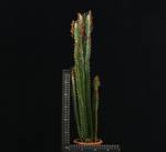Euphorbia trigona