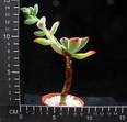 Echeveria pulvinata