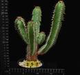 Euphorbia parciramurosa