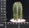 Euphorbia canariensis