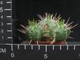 Euphorbia aggregata