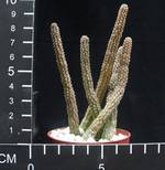 Echidnopsis cereiformis