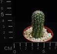 Echinocereus pectinatus