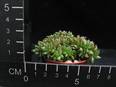 Echeveria agavoides cristata