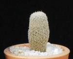Epithelantha rufispina