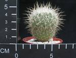 Echinomastus macdowellii