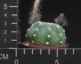 Echinopsis eyriesii