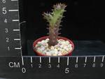 Editholea grandis