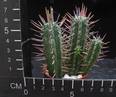Euphorbia ferox