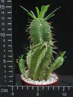 Euphorbia ramipressa