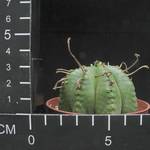 Euphorbia valida