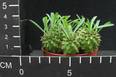 Euphorbia bupleurifolia