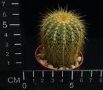Eriocactus warasii