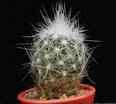 Escobaria duncanii