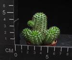 Euphorbia suzannae
