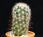Echinocereus fitchii