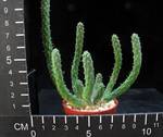 Euphorbia caput medusae