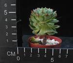 Echeveria minima