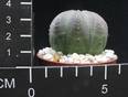 Euphorbia obesa