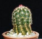 Echinocereus viridiflorus