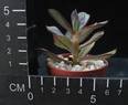 Echeveria nodulosa