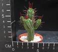 Euphorbia enopla