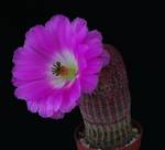 Echinocereus rigidissimusPP2010