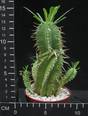 Euphorbia ramipressa