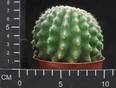 Echinocactus grusonii v. inermis