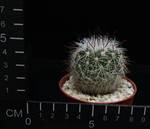 Echinofossulocactus zacatecasensis