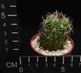 Echinofossulocactus erectocentrus