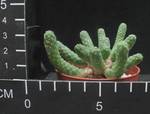 Euphorbia esculenta