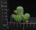 Euphorbia suzannae