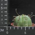 Euphorbia valida
