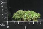 Euphorbia suzannae
