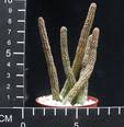 Echidnopsis cereiformis