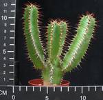 Euphorbia parciramulosa