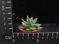Echeveria agavoides
