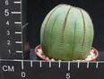 Euphorbia obesa