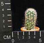 Echinocereus fitchii