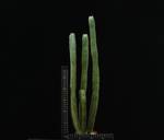 Euphorbia canariensis