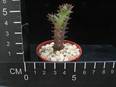 Editholea grandis
