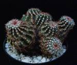 Echinocereus viridiflorus v. davisii