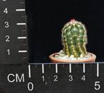 Echinocereus viridiflorus