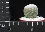 Epithelantha micromeris v greegii