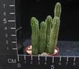 Echidnopsis repens
