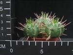 Euphorbia aggregata