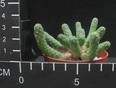 Euphorbia esculenta