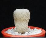 Epithelantha neomexicana