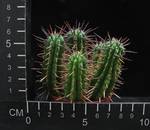 Euphorbia ferox